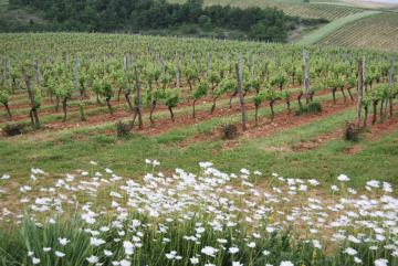 Chambert © Cahors wines